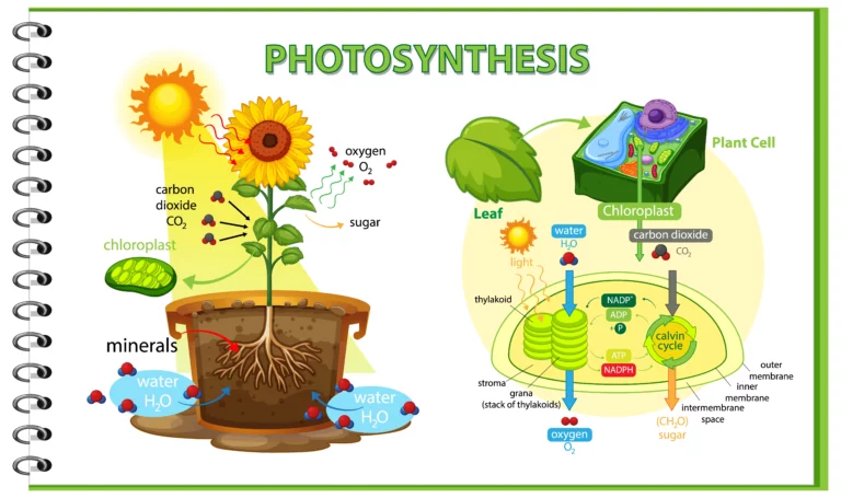 Ce este fotosinteza și cum contribuie la viața de pe Pământ